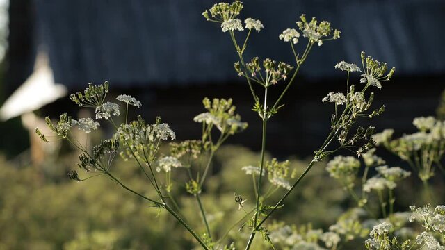 Blooming yarrow. Umbrella plants are seeds. The plant sways in the wind.