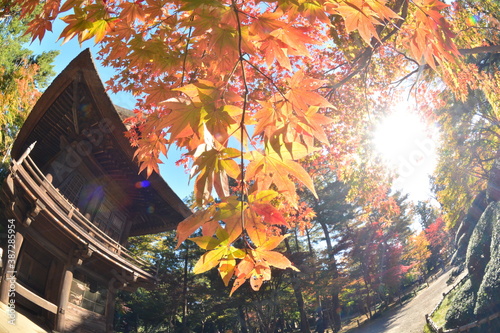 日本 平林寺の紅葉 山門 は 輝く秋の景色 Wall Mural Cigonana1