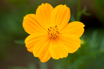 A blossom yellow flower in the morning