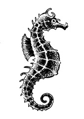 Seahorse fish on white background. Ink drawing