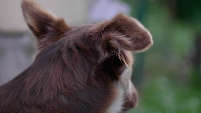 Tiny Australian Shepard Cross bred dog looks around with his cute ears perked up