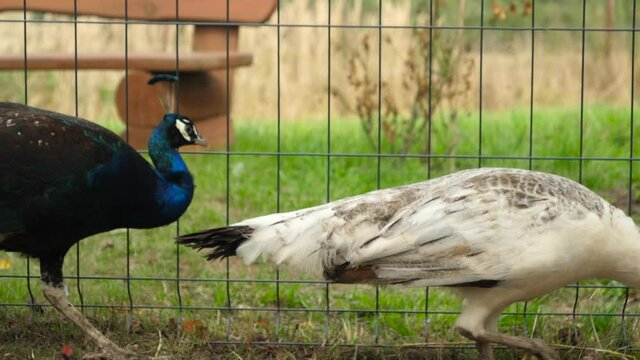 Black Male and White Female peacock cross the frame in Slow motion / High Frame Rate