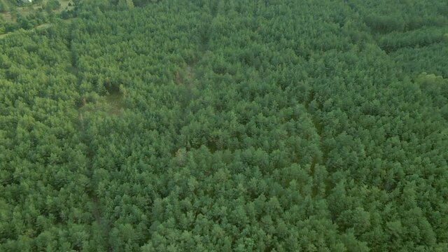 Flying Over Natural Forest Landscape With Dense Green Vegetation In Kowalskie Blota In North Central, Poland - Aerial Drone Shot