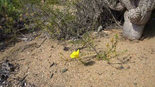 Single yellow amancay flower blooming in the dry Atacama desert, bright sunny daylight.
