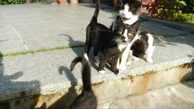 Bunch of tiny cute black and white kittens sitting on the step with their mother