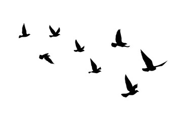 Fototapeta na wymiar Flying birds silhouettes on isolated background. Vector illustration. isolated bird flying. tattoo and wallpaper background design.