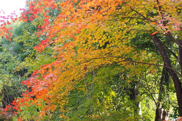 京都嵯峨野の紅葉