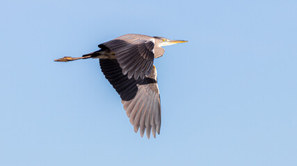 blue heron in flight
