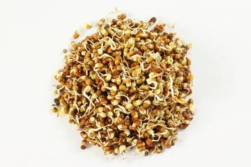 fresh Sprouted moth beans or math  beans in white background,top view