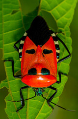 Man-Faced Stink Bug (Catacanthus incarnatus)