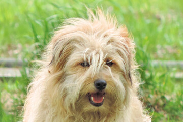 homeless mongrel, shaggy dog light curly hair