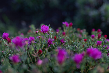 Purple flowers with green leaves and a dark background