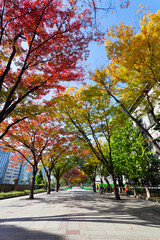 Naklejka premium 中之島の並木道