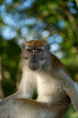 Naklejka premium portrait of a macaque