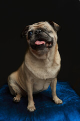 Fototapeta premium Dog with one eye closed due to an operation. dog blind in one eye in black background. 