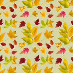 Fototapeta na wymiar Pattern of beautiful autumn leaves of different types on a light background.