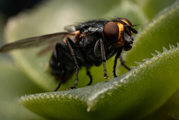 close up of a fly on a leaf