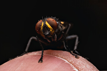 macro of a fly on a human finger
