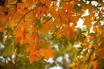 秋の彩り紅葉するカエデ
