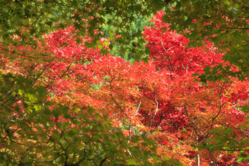 紅葉