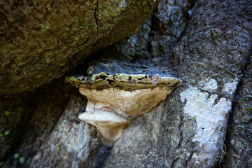 サルノコシカケ