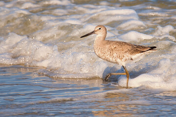 A willet wading in the surf near Pawleys Island, South Carolina, USA.