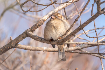Sparrow sits on a branch without leaves with snow.
