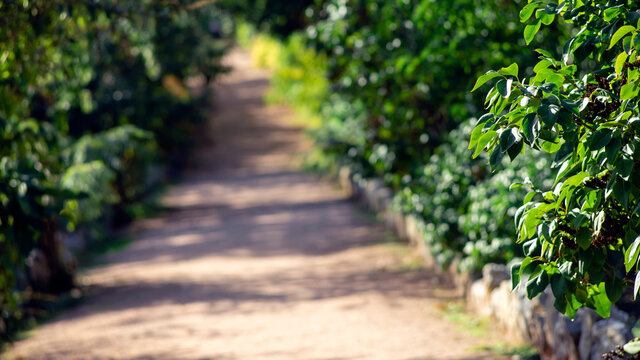 image of blur road with tree on side way with bokeh for background