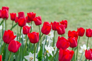Fototapeta na wymiar Beautiful Tulips in Skagit Valley, Washington-USA 