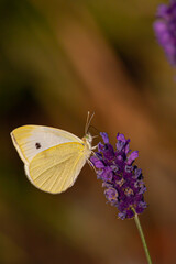 Close-up of a cabbage butterfly sitting and feeding on a blooming lavender