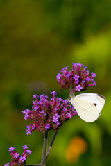 Close-up of a cabbage butterfly sitting and feeding on a blooming vervain (verbena officialis)