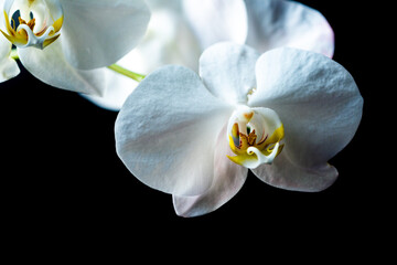 Fototapeta na wymiar Orchid flower. Phalaenopsis growing. Orchids. Floral white orchidea isoalted on black.