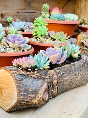 Succulent in log