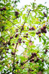 Wild apples (crab apples) on the tree. Selective focus. Shallow depth of field.