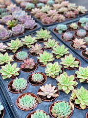 Succulents