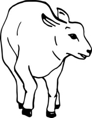 little sheep, fawn, cattle, sketch, vector