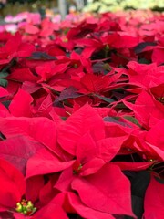 Poinsettia