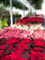 Poinsettias