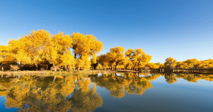 time lapse of ejina poplar woods in autumn, beautiful populus euphratica forest and reflection, alxa league, inner mongolia, China.