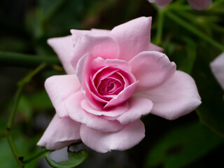 Close up Pink Damask Rose flower.