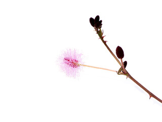 Close up of Sensitive plant leaves. (mimosa pudica)