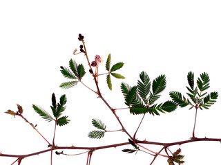 Close up of Sensitive plant leaves and branch on white background.