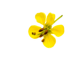 Fototapeta na wymiar Close up flower of Cassod tree or Senna siamea on white background.