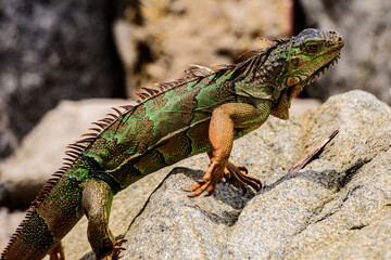 Green lizards iguana. And in the subfamily Iguanidae.