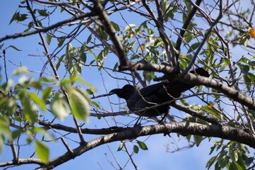 木の上のカラス