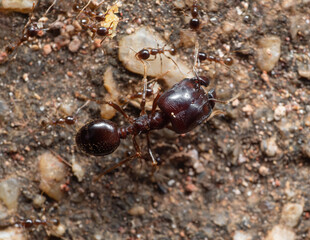 Macro Photo of Soldier Big Headed Ant with Group of Worker Ants