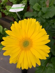 Daisy Yellow