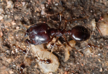 Macro Photo of Soldier Big Headed Ant with Group of Worker Ants