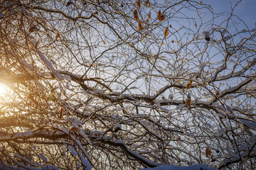 Fototapeta na wymiar Tree branches covered with snow in the sunlight, close-up. Cold winter weather in the Northern hemisphere. Natural background.