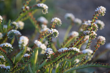 Flores silvestres